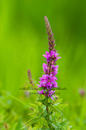 Lythrum salicaria   PURPLE LOOSESTRIFE 8023033z