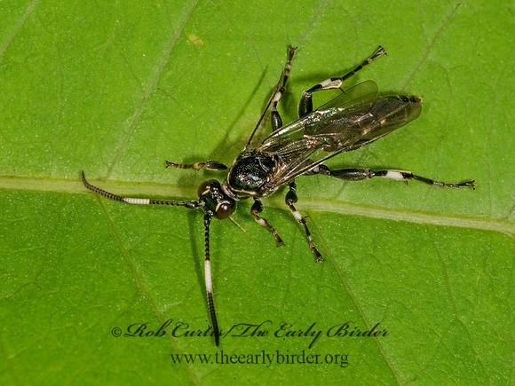 Cratichneumon sublatus  8015047z