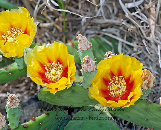 Opuntia humifusa  EASTERN PRICKLY PEAR 8028739z