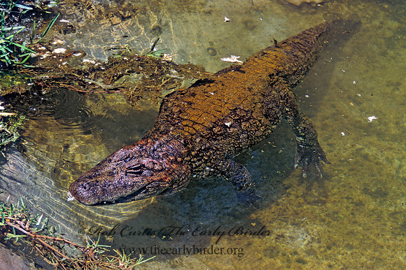 Caiman latirostris  BROAD-NOSED CAIMAN 275403z