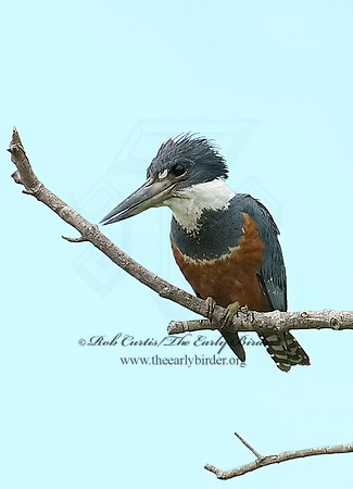 Ceryle torquata  RINGED KINGFISHER 6023678 z