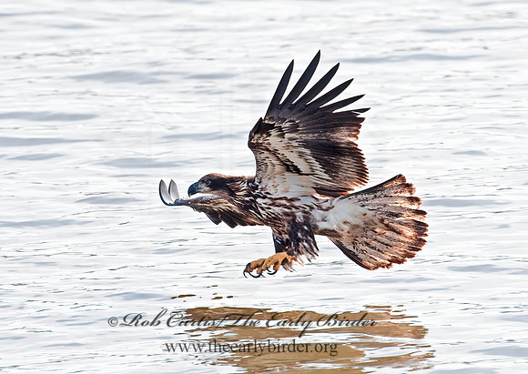 Haliaeetus leucocephalus  BALD EAGLE 8021034z