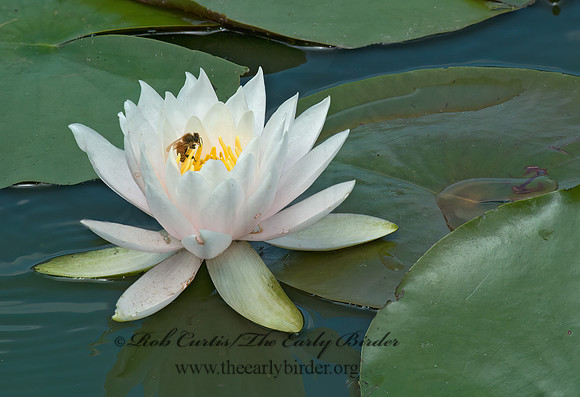 Nymphaea odorata  FRAGRANT WATER LILY 5011536z