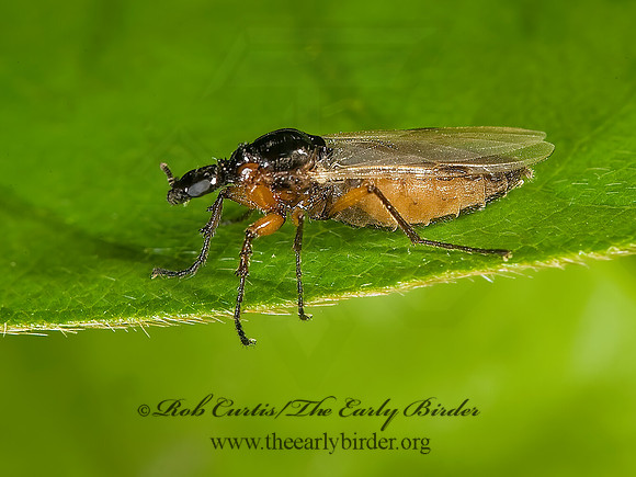 Dilophus  MARCH FLY 8005667z