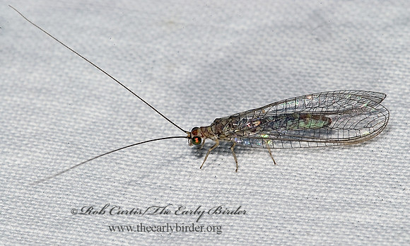 Yumachrysa apache GREEN LACEWING 025077