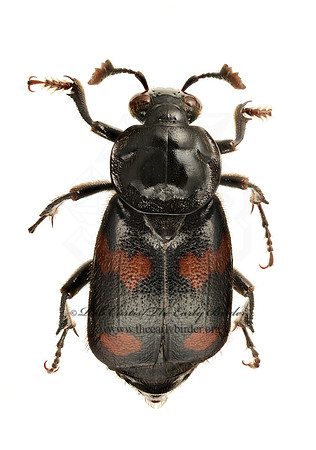 Nicrophorus orbicollis 9020449z