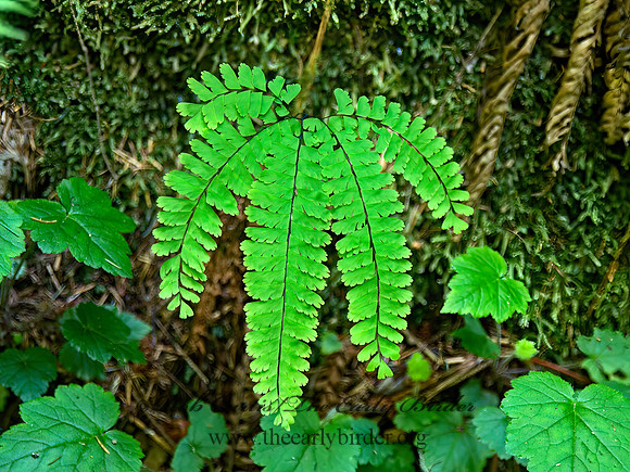 Adiantum aleuticum  WESTERN MAIDENHAIR FERN 9059229z
