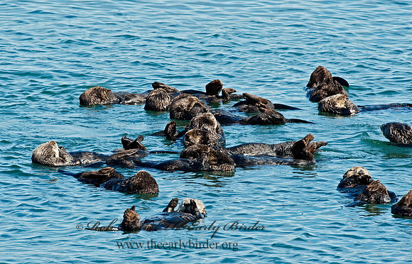 Enhydra lutris nereis  SOUTHERN SEA OTTER 8020423z