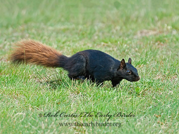 Sciurus carolinensis  EASTERN GRAY SQUIRREL 6005664z