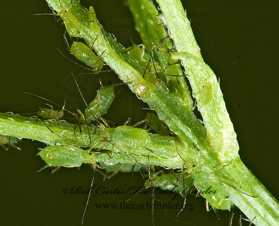Uroleucon (Lambersius)  GREEN APHID  5013156z