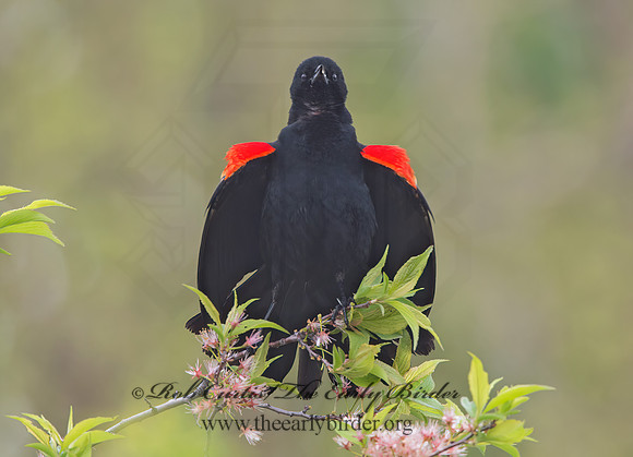 Agelaius phoeniceus  RED-WINGED BLACKBIRD9030342z