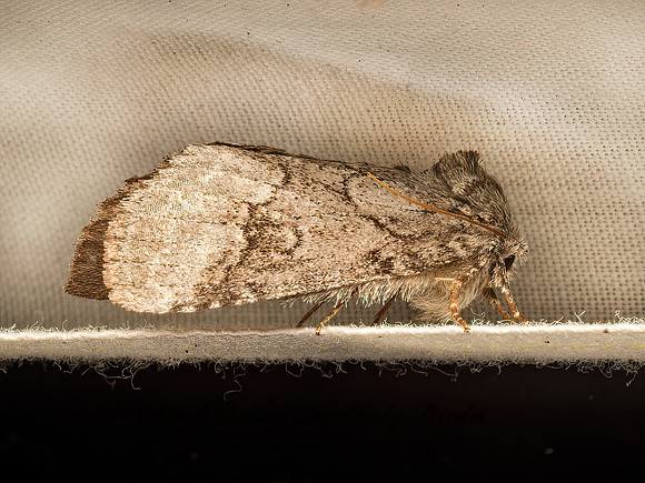 Lochmaeus manteo  VARIABLE OAKLEAF CATERPILLAR MOTH 9050327z