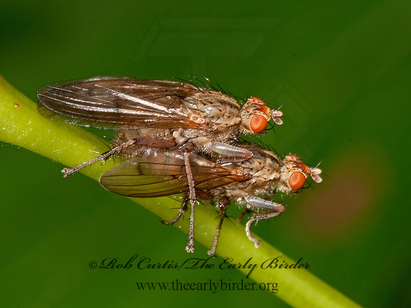 Scathophaga furcata  DUNG FLY 3010151z