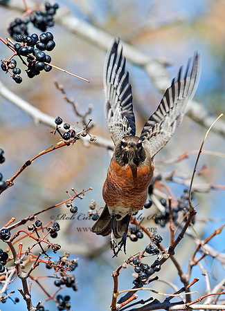 Turdus migratorius  AMERICAN ROBIN 8024581z