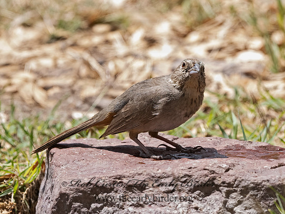 Melozone fuscus  CANYON TOWHEE 3037279z