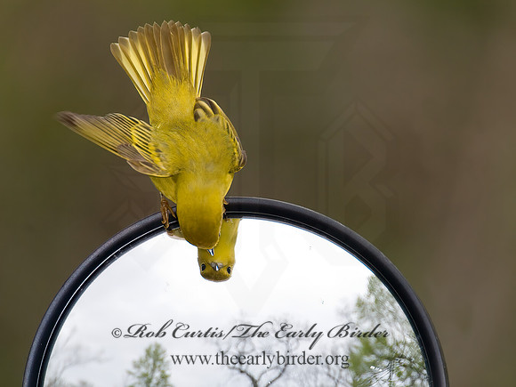 Setophaga petechia  YELLOW WARBLER 6005069z