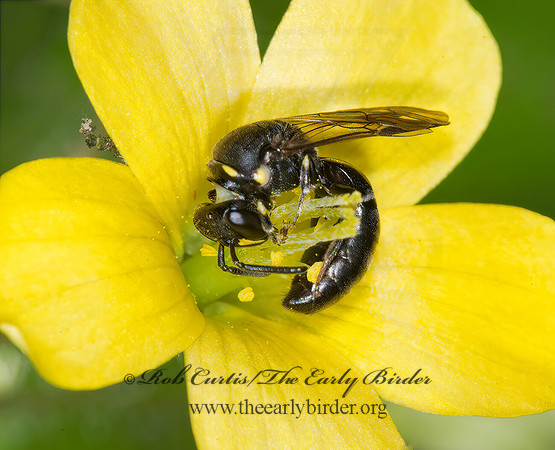Hylaeus (Prosopis) modestus 6007854z