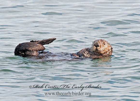 Enhydra lutris nereis  SOUTHERN SEA OTTER 8020322 z