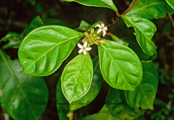 Morinda citrifolia  INDIAN MULBERRY 248117z