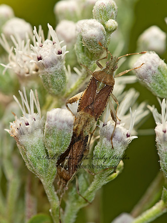 Harmostes fraterculus  SCENTLESS PLANT BUG 9049508z
