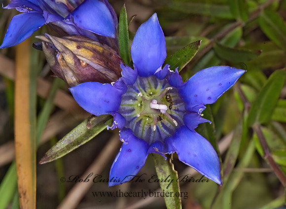 Gentiana puberulenta  PRAIRIE GENTIAN 6016474z