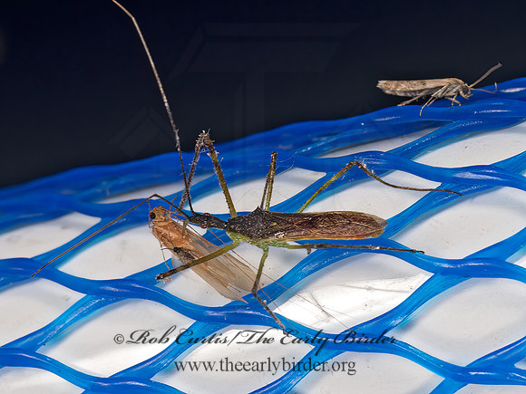 Zelus luridus  ASSASSIN BUG 9048572z