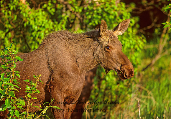 Alces alces  MOOSE 233409z