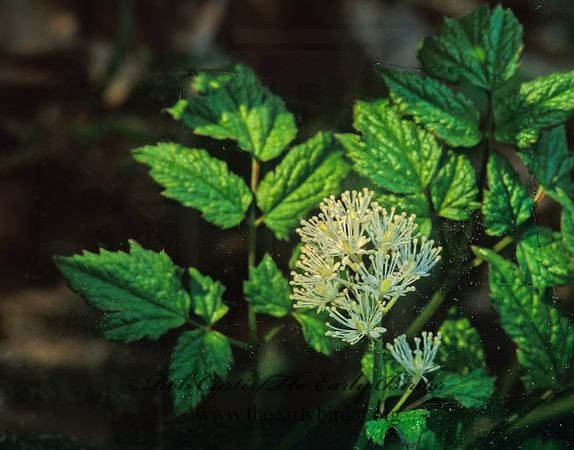 Actaea rubra  RED BANEBERRY 242133z
