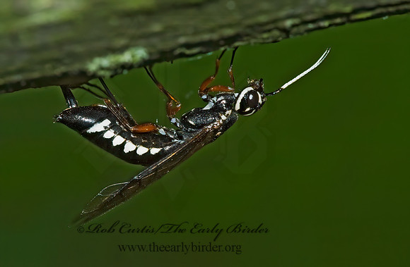 Xiphydria maculata 5008421z