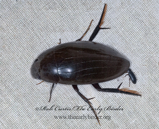 Hydrophilus 7008700 z