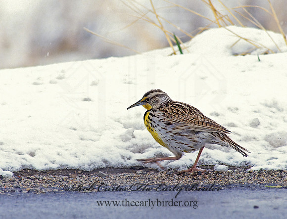 Sturnella neglecta  WESTERN MEADOWLARK 119523z