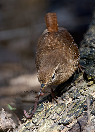 Troglodytes hiemalis  WINTER WREN 9028242z