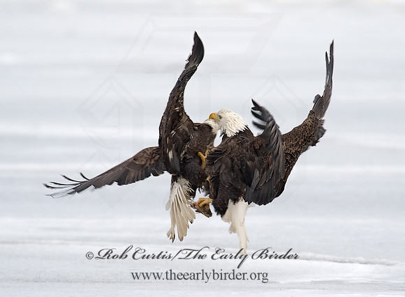 Haliaeetus leucocephalus  BALD EAGLE 8000614z