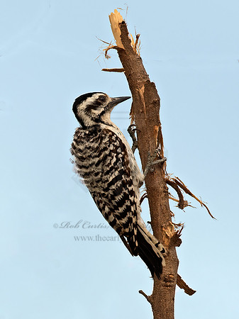 Dryobates scalaris  LADDER-BACKED WOODPECKER 6040080z