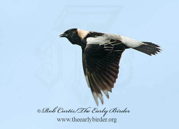 Dolichonyx oryzivorus  BOBOLINK 8025885z