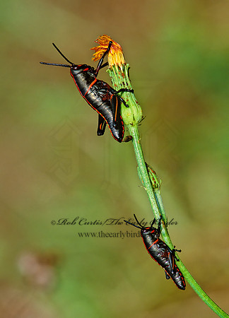Taeniopoda eques HORSE LUBBER GRASSHOPPER  193234z
