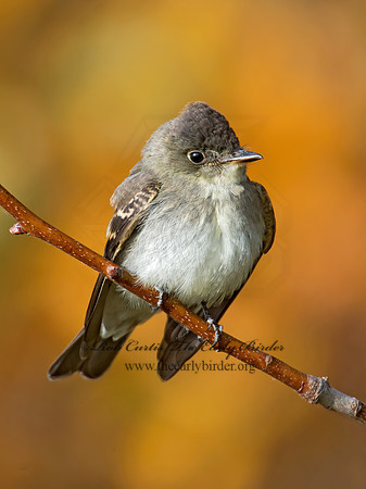 Contopus virens  EASTERN WOOD PEWEE 9005952z
