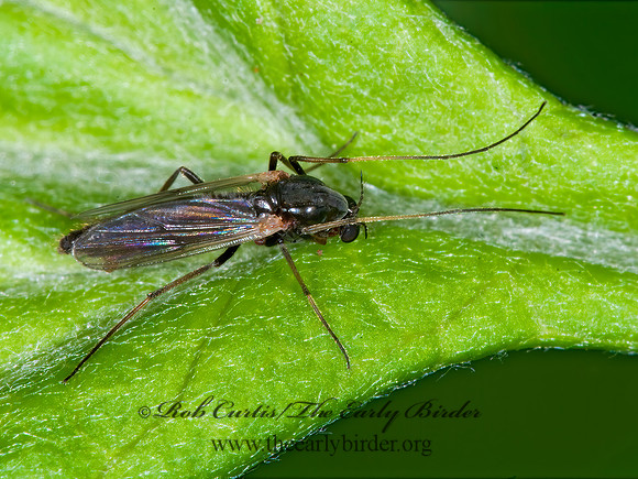 Chironomini  NON-BITING MIDGE 6007285z