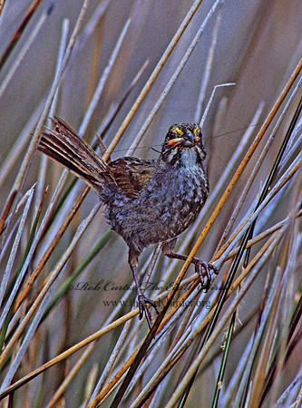 Ammospiza maritima  SEASIDE SPARROW 256531z