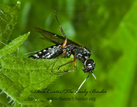 Xiphydria maculata 5008210z