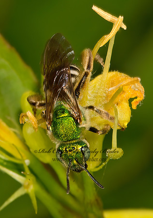 Agapostemon virescens  BICOLORED AGAPOSTEMON 9032014 z