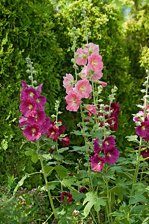 Alcea  GARDEN HOLLYHOCK 8015632z