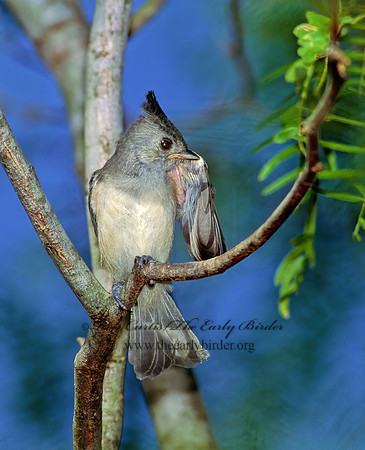 Baeolophus atricristatus   BLACK-CRESTED TITMOUSE 90727z