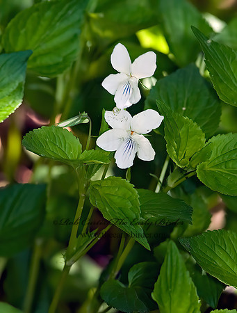 Viola striata  CREAMY VIOLET 8003378z