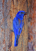 Sialia mexicana WESTERN BLUEBIRD 122032z