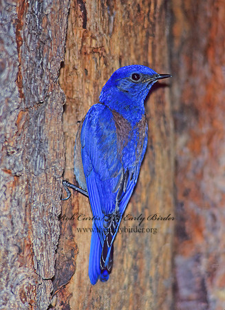 Sialia mexicana  WESTERN BLUEBIRD 122032z