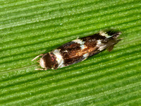 Elachista tp1  GRASS MINER MOTH 3013506z