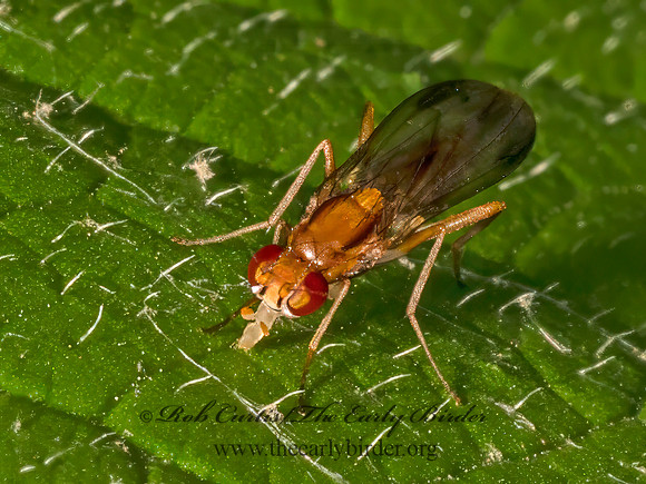 Clusia CLUSIID FLY 9079207z
