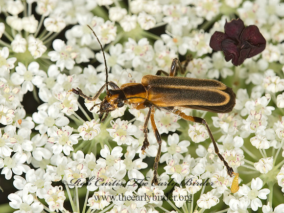 Chauliognathus marginatus 9013376z