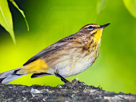 Setophaga palmarum  PALM WARBLER 3002097z